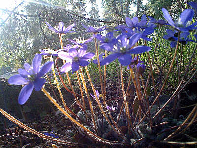 Spring in the archipelago,  2010 Photo sent to me from his iPhone from Finland, Photo by and Copyright 2010 by Vesa Loikas