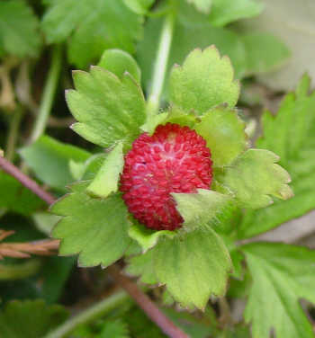 Indian Mock Strawberry