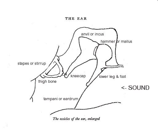 Diagram of Ear by Rudolf Steiner, added annotation by Bobby Matherne