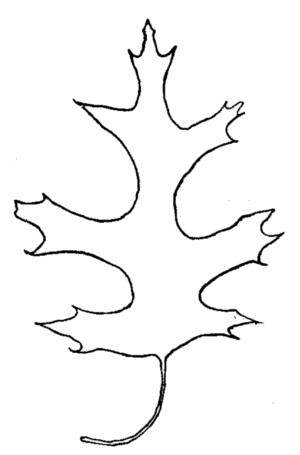 Scarlet Oak Leaf drawn by