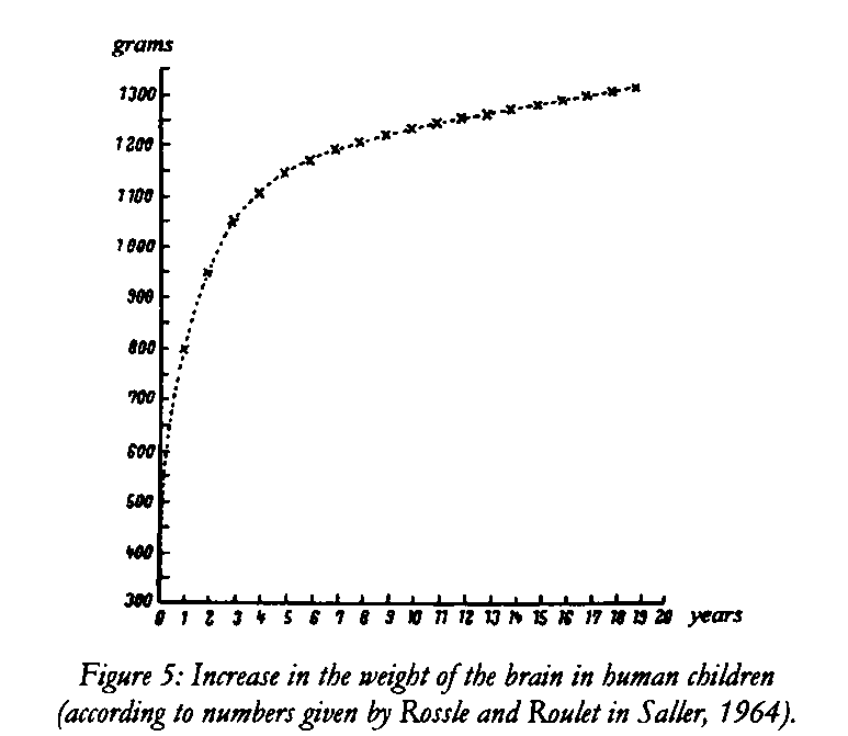 Figure 5 on page 22 of  'Childhood and Human Evolution', Photo by & Copyright 2006 by Bobby Matherne