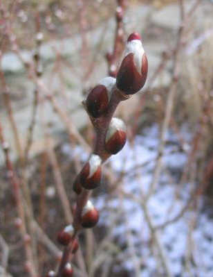 Salix discolor or pussy willow buds File Photo